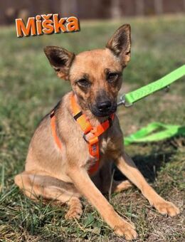 Miska, kleines Pinscher Mixmädchen - Linden (Hessen)