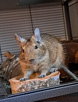 2 Degu Männchen abzugeben - Elsdorf (Nordrhein-Westfalen)