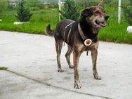 Der liebevolle Cujo sucht ein Zuhause - München