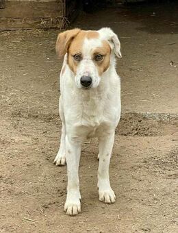 Hübscher Mixrüde, 7 Jahre - Kappeln (Schleswig-Holstein)