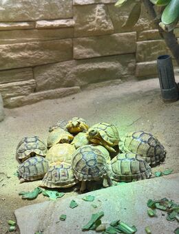 Ägyptische Landschildkröten (Testudo kleinmanni) zu verkaufen - Leer (Ostfriesland) Zentrum