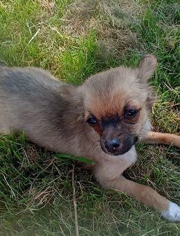 CHihuahua 1 Rüde Junghunde - Wusterhausen (Dosse)