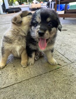 Schäferhund Mischlings Welpen - Kitzingen