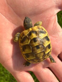 Kleine, muntere Griechische Landschildkröten ( Testudo hermanni) NZ 2025 abzugeben. - Wackersdorf