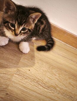 2 Kater suchen bald ein Zuhause - Aurich