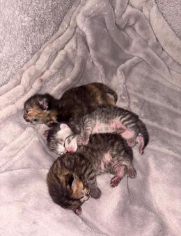 Siam-Perser kitten - Rathenow Zentrum