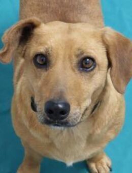 Ginger - sucht ein Zuhause! - Köln