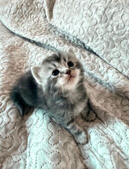 Katerchen Leo sucht ein liebevolles Zuhause - Berlin