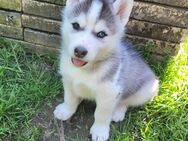 Welpenalarm! 3 Siberian Husky Rüden - Alpen