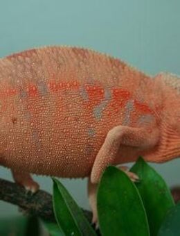Suche : Furcifer padalis ambilobe red 0.1 - Kropp