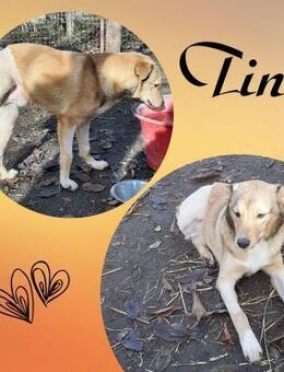 Tino - Handicap Dreibein - Köln