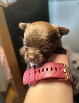 Wunderschöne Chihuahua Welpen zu vergeben - Külsheim