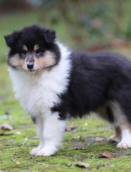 Tricolour Colliehündin Bella sucht ein liebevolles neues Zuhause - Wiesbaum