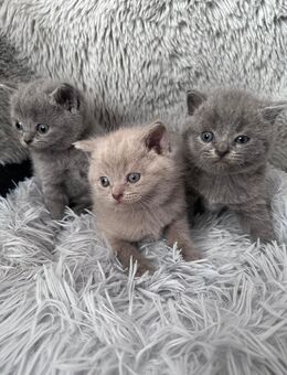BKH Katzen - Bornhöved