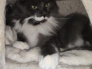 XL Maine Coon Geschwister - Riveris