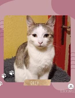 Kater Grey sucht Dich zum Spielen - Lalendorf