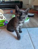 Bkh black smoke in 46414