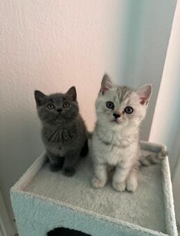 BKH Kitten - Bernau (Berlin)