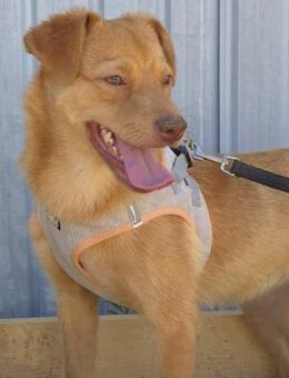 SKY - agiler, fröhlicher Rüde - Velbert