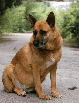 Sehr folgsam zuwendungsbedürftig♥️DIEGA - München