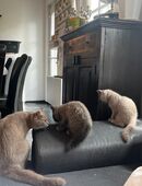 Britisch Kurzhaar Kitten in 55457