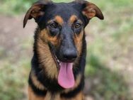 Dixie sucht ihre Familie! - Schwaig (Nürnberg)