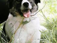 Sozialer ZEUS♥️ leidet sehr im Shelter‼️ - München