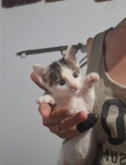 Toffee, Straßenbaby sucht sein Glück - Geilenkirchen