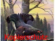 Alte Ansichtskarte „Birkhahn“, gelaufen 1908 - Landsberg