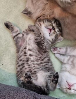 Reinrassige BKH Kitten in SONDERFARBEN - Stuttgart