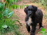 Doodle Rüde, Idefix, Abgabebereit - Langenbach (Rheinland-Pfalz)