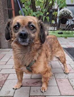 Alice 6 Jahre sucht Kuscheleinheiten - Kassel