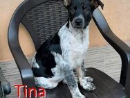 TINA ❤ sucht Zuhause oder Pflegestelle - Langenhagen