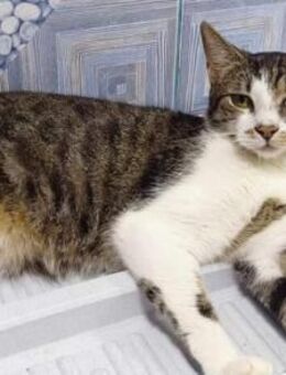 Gypsy wartet auf deine Anfrage - München