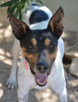 Yang wartet auf sein Zuhause - Duisburg