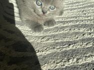 Britisch Kurzhaar Kitten Reinrassig (BKH) - München
