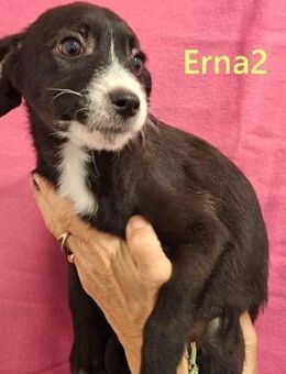 Erna2 anhänglich u. lieb 09/25 ESP - Ruppertsecken