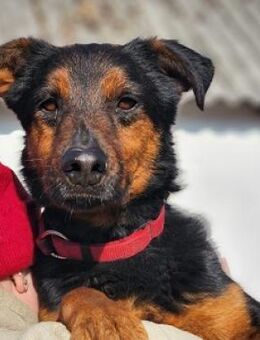 Spike sucht ein Zuhause - Mildstedt