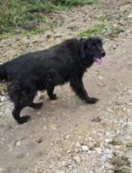 Freundlicher Jonny - Ellerbek