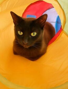 🐱Kleine Schmusekatze Sonia 💕 - Eislingen (Fils)