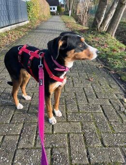 Liebe Missy sucht ihre Menschen - Großefehn