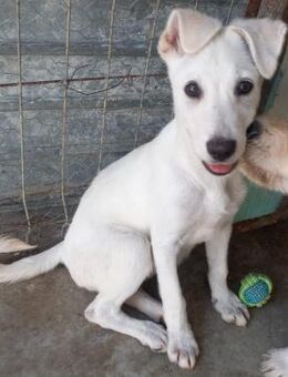 ALBERTA - aufgeweckt, verspielt - Weilheim (Oberbayern)