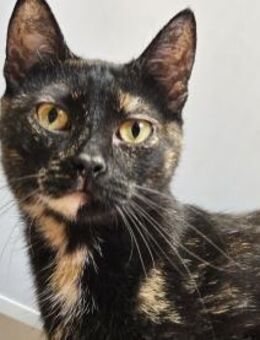 SUSSI-persönliches Unterhaltungsprogramm - Sulzbach-Laufen