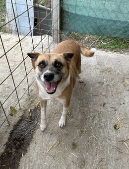 DAFNE ❤️🐾die Liebenswürdigkeit auf 4 🐾 - Eichendorf