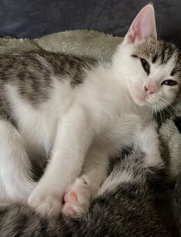 12 Wochen alter Kater - Rödental