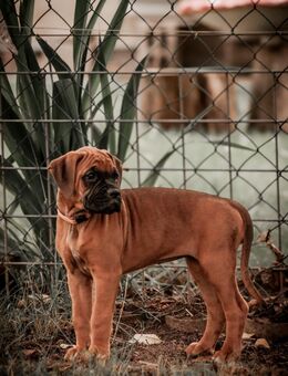 Boxerwelpen - liebenswerte Familienhunde suchen ein Zuhause - Karstädt (Brandenburg)
