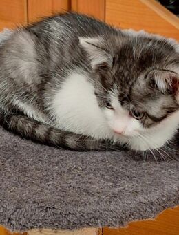 Hauskatze - Wolnzach