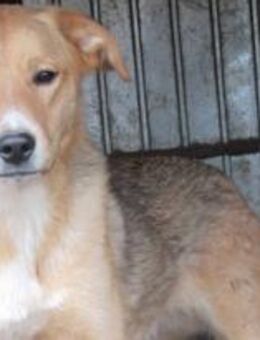 Timmi möchte mutig sein 🐾 - Elsdorf (Nordrhein-Westfalen)