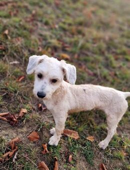 Einstein sucht Zuhause mit Ersthund - Großefehn