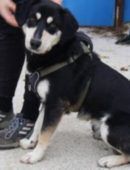 Traumhund Zorro sucht ein tolles Zuhause - München